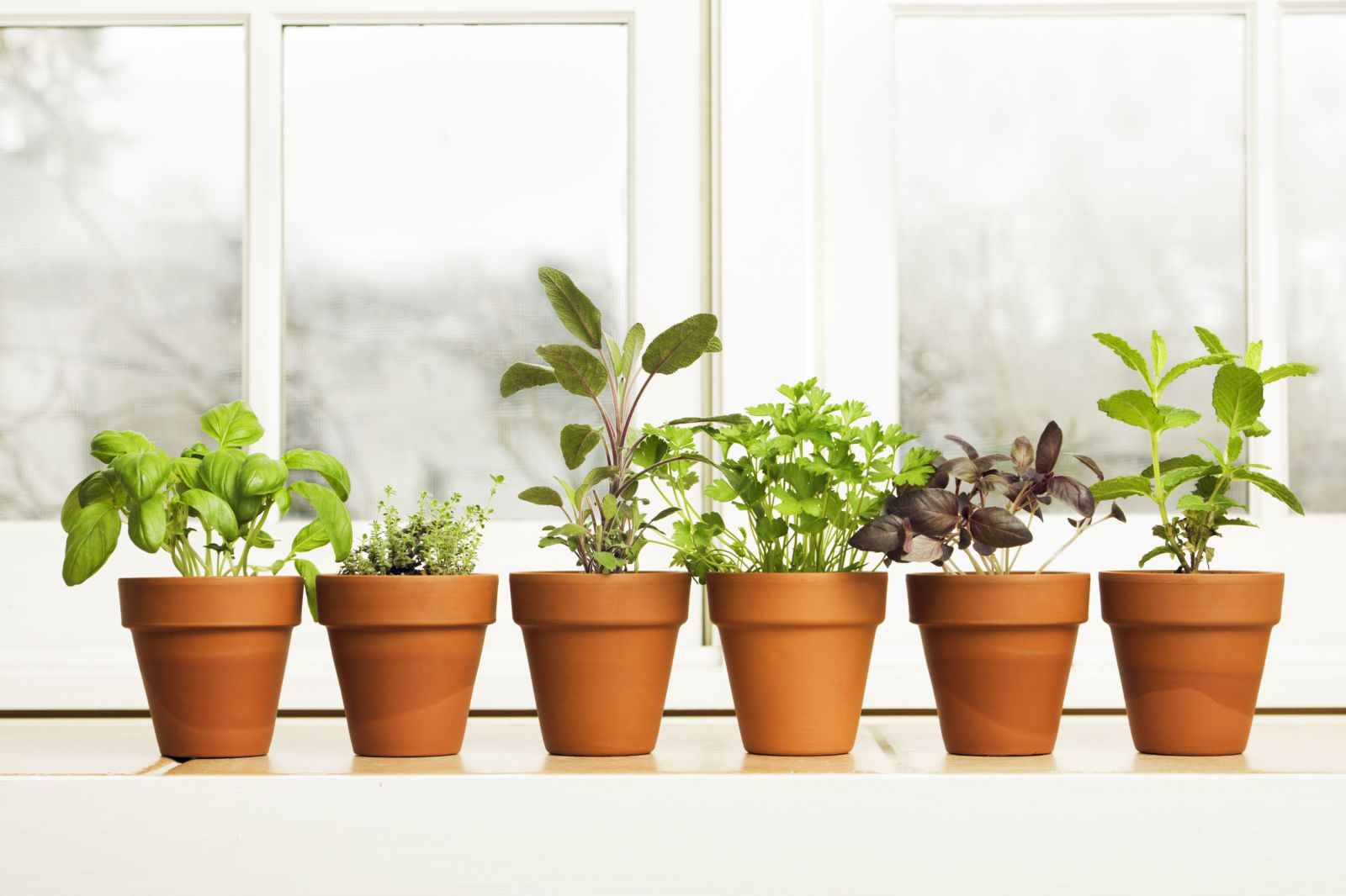 grow herbs and spices indoors