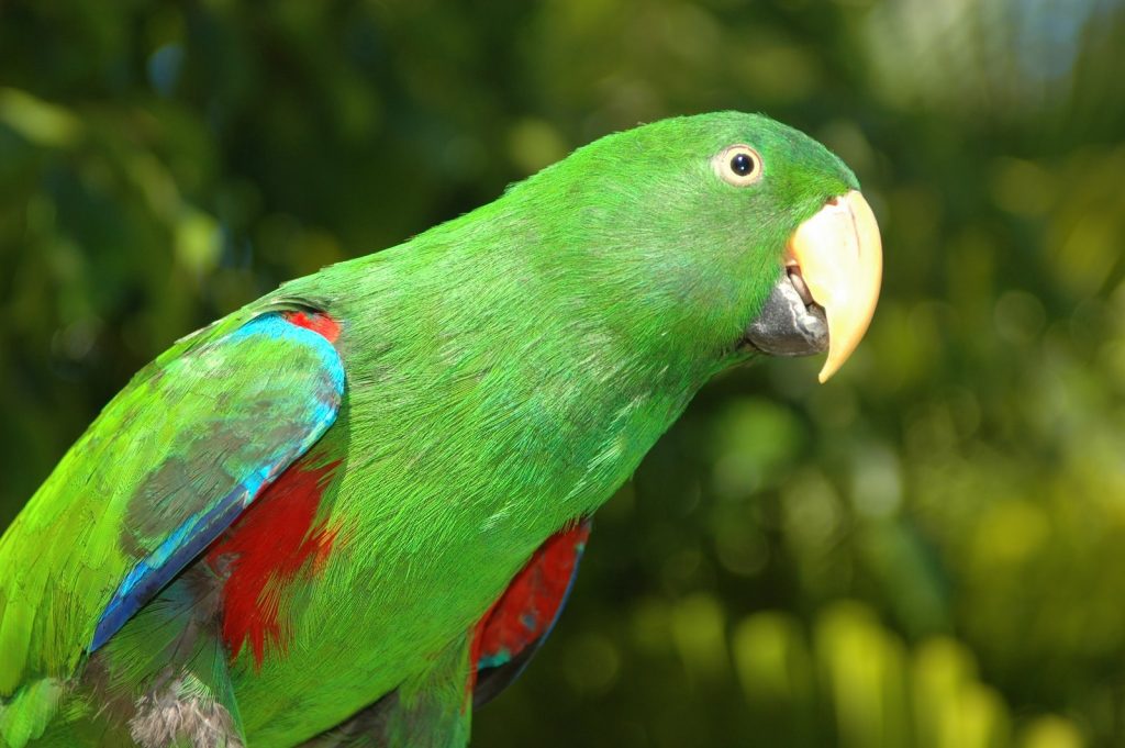 how-to-teach-a-parrot-to-talk-clickhowto